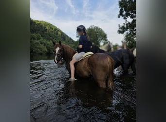 Otras razas, Caballo castrado, 4 años, 145 cm, Alazán