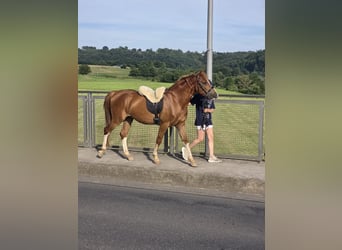 Otras razas, Caballo castrado, 4 años, 145 cm, Alazán