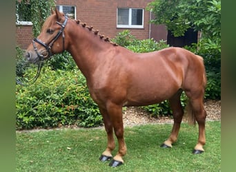 Otras razas, Caballo castrado, 4 años, 145 cm, Alazán