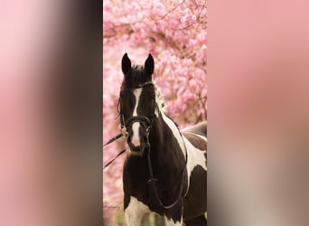 Otras razas, Caballo castrado, 4 años, 145 cm, Tobiano-todas las-capas