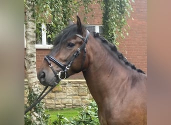 Otras razas, Caballo castrado, 4 años, 146 cm, Castaño