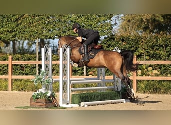Otras razas, Caballo castrado, 4 años, 147 cm