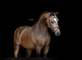 Otras razas, Caballo castrado, 4 años, 147 cm