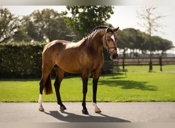 Otras razas, Caballo castrado, 4 años, 147 cm