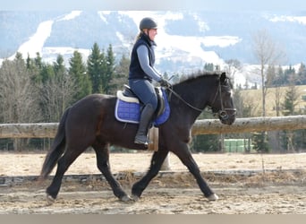 Otras razas, Caballo castrado, 4 años, 148 cm, Negro