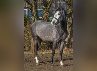 Otras razas, Caballo castrado, 4 años, 148 cm, Tordo