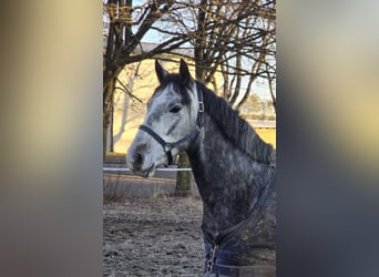 Otras razas, Caballo castrado, 4 años, 148 cm, Tordo