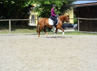 Otras razas, Caballo castrado, 4 años, 150 cm, Alazán-tostado
