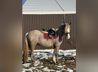 Otras razas, Caballo castrado, 4 años, 150 cm, Buckskin/Bayo