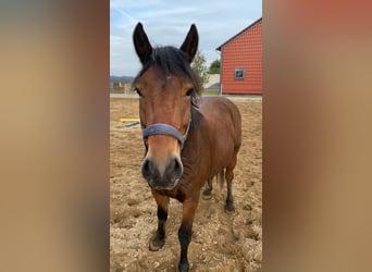 Otras razas Mestizo, Caballo castrado, 4 años, 150 cm, Castaño