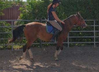 Otras razas, Caballo castrado, 4 años, 150 cm, Castaño claro