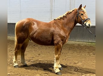 Otras razas, Caballo castrado, 4 años, 152 cm, Alazán