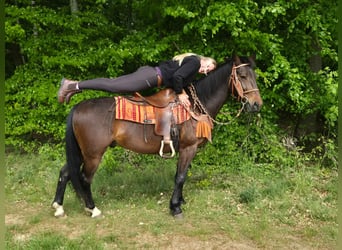 Otras razas, Caballo castrado, 4 años, 152 cm, Castaño