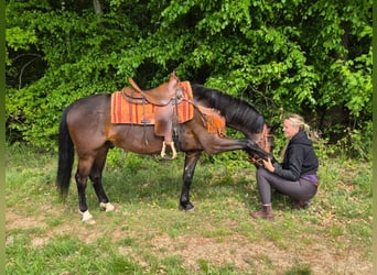 Otras razas, Caballo castrado, 4 años, 152 cm, Castaño