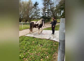 Otras razas, Caballo castrado, 4 años, 152 cm, Pío