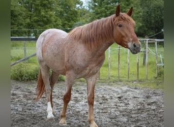 Otras razas, Caballo castrado, 4 años, 152 cm, Ruano alazán