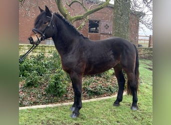 Otras razas, Caballo castrado, 4 años, 153 cm, Castaño oscuro