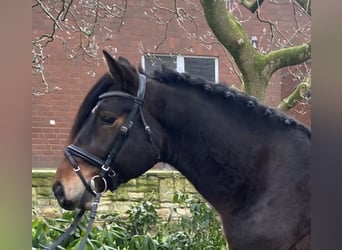 Otras razas, Caballo castrado, 4 años, 153 cm, Castaño oscuro