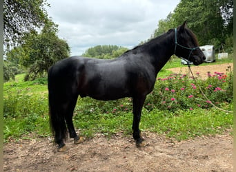 Otras razas, Caballo castrado, 4 años, 154 cm, Negro