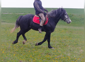 Otras razas, Caballo castrado, 4 años, 154 cm, Tordillo negro