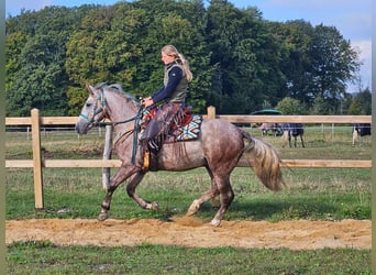 Otras razas, Caballo castrado, 4 años, 154 cm, Tordo rodado