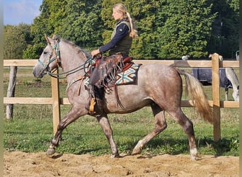 Otras razas, Caballo castrado, 4 años, 154 cm, Tordo rodado