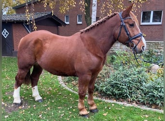 Otras razas, Caballo castrado, 4 años, 155 cm, Alazán