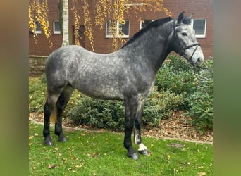 Otras razas, Caballo castrado, 4 años, 155 cm, Tordo