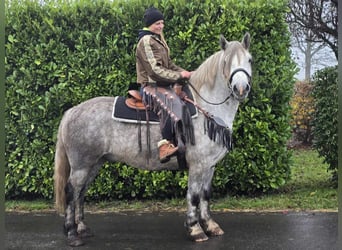 Otras razas, Caballo castrado, 4 años, 155 cm, Tordo rodado