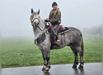 Otras razas, Caballo castrado, 4 años, 155 cm, Tordo rodado