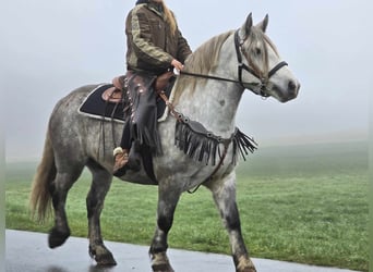 Otras razas, Caballo castrado, 4 años, 155 cm, Tordo rodado