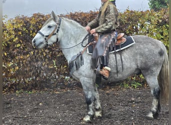 Otras razas, Caballo castrado, 4 años, 155 cm, Tordo rodado