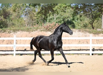 Otras razas Mestizo, Caballo castrado, 4 años, 156 cm, Castaño oscuro