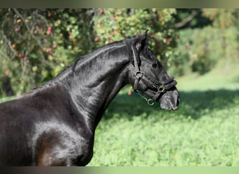 Otras razas Mestizo, Caballo castrado, 4 años, 156 cm, Castaño oscuro