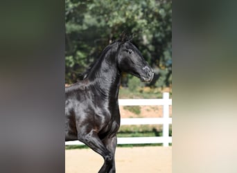 Otras razas Mestizo, Caballo castrado, 4 años, 156 cm, Castaño oscuro