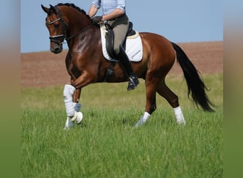 Otras razas, Caballo castrado, 4 años, 157 cm, Castaño