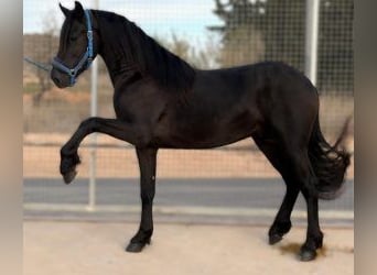 Otras razas Mestizo, Caballo castrado, 4 años, 158 cm, Negro