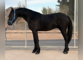 Otras razas Mestizo, Caballo castrado, 4 años, 158 cm, Negro