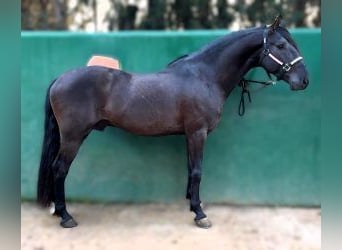 Otras razas Mestizo, Caballo castrado, 4 años, 158 cm, Negro