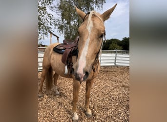 Otras razas Mestizo, Caballo castrado, 4 años, 158 cm, Palomino