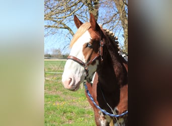 Otras razas, Caballo castrado, 4 años, 160 cm, Alazán