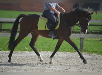 Otras razas, Caballo castrado, 4 años, 160 cm, Castaño