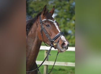 Otras razas, Caballo castrado, 4 años, 160 cm, Castaño