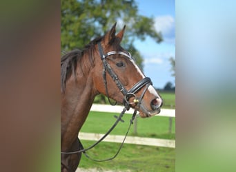 Otras razas, Caballo castrado, 4 años, 160 cm, Castaño