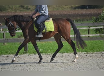 Otras razas, Caballo castrado, 4 años, 160 cm, Castaño