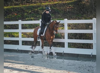 Otras razas, Caballo castrado, 4 años, 160 cm, Castaño