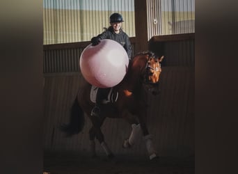 Otras razas, Caballo castrado, 4 años, 160 cm, Castaño