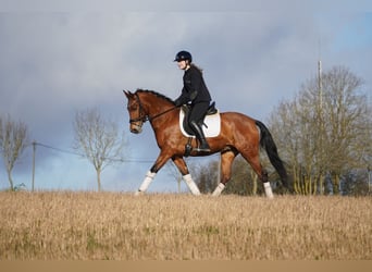 Otras razas, Caballo castrado, 4 años, 160 cm, Castaño