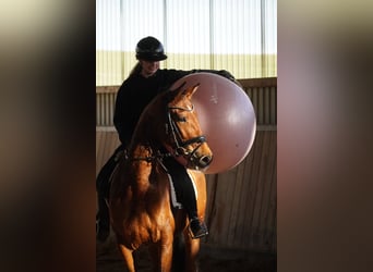 Otras razas, Caballo castrado, 4 años, 160 cm, Castaño