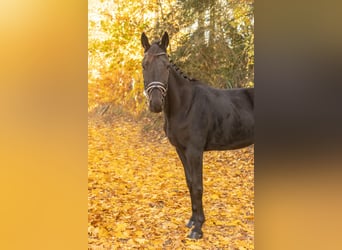 Otras razas, Caballo castrado, 4 años, 160 cm, Morcillo